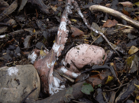 octopus found at north beach.png