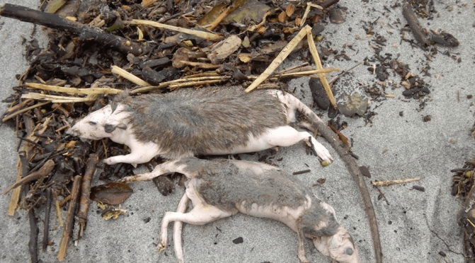 Two NZ environmental groups reveal Westport Beach Rat Carcasses Tested Positive for 1080 Poison … they believe a precautionary approach should have been used by the authorities