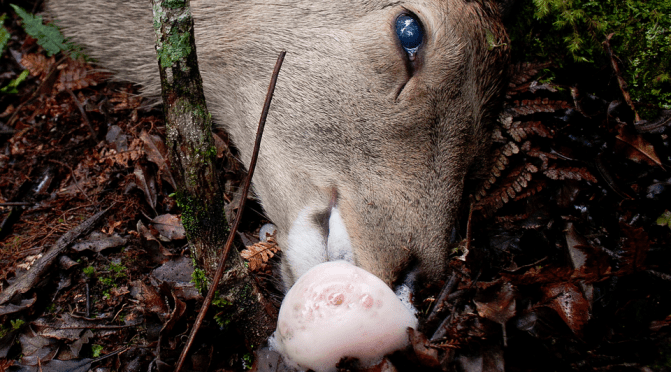 1080 poisoned deer frothing at mouth