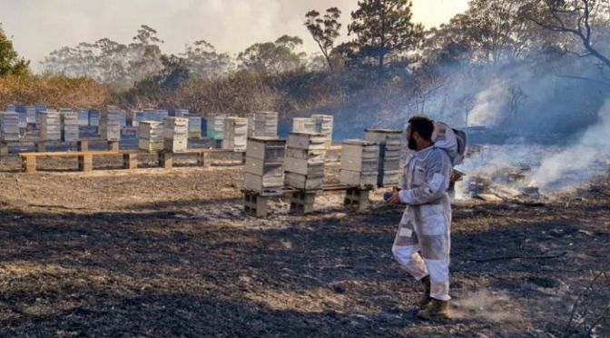 Beekeepers traumatised and counselled after hearing animals screaming in pain after bushfires