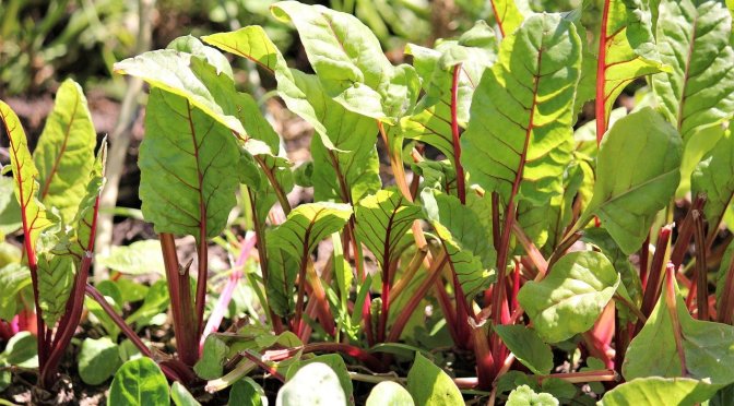 A NZ gardener living her self-sufficient dream in central New Plymouth