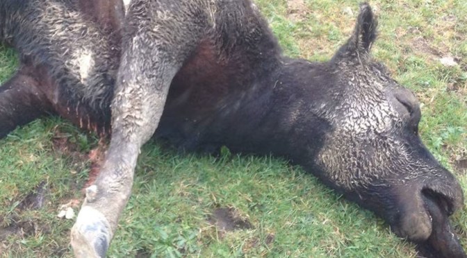 Cows & Endangered Birds Poisoned in Taranaki Aerial Drop