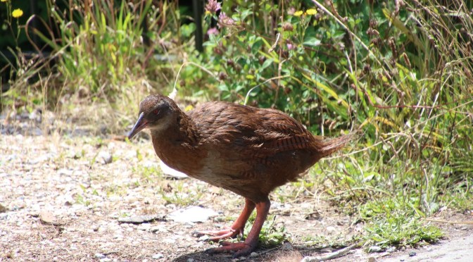 Go into a 1080-poisoned forest, see for yourself says a NZ bushman of 35 years – non target birds are dying