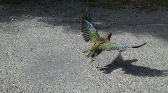 A whole flock numbering hundreds of Kea wiped out in one 1080 drop – a farmer speaks out