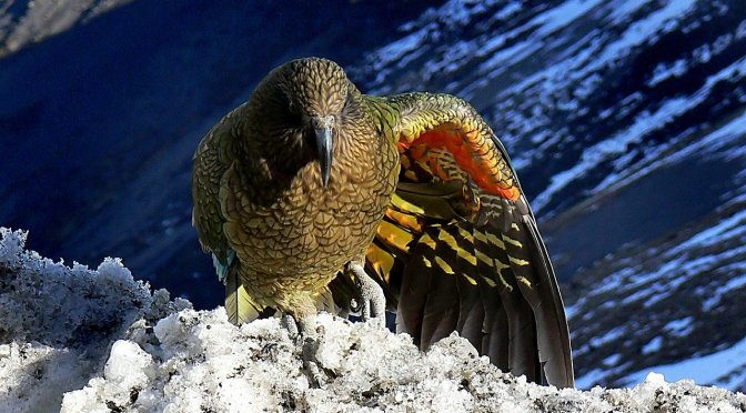 A Look at New Zealand’s Conservation Science (Dr Jo Pollard)