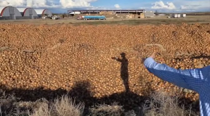 Amidst dumping of crops, dairy farmers are being financially incentivized  to quit farming