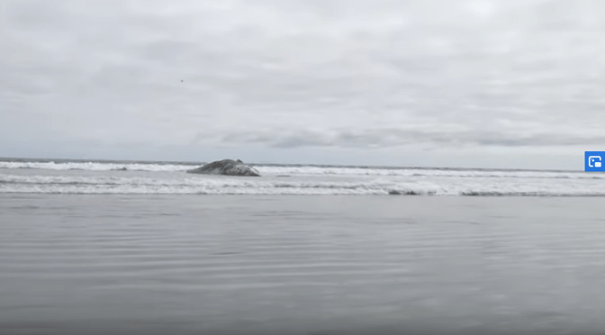 Dead whale washed up at Horowhenua Beach (same region as the dead seagulls)