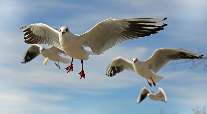 Increasing numbers of dead and dying seagulls being found at Waikawa Beach on the Horowhenua coastline again