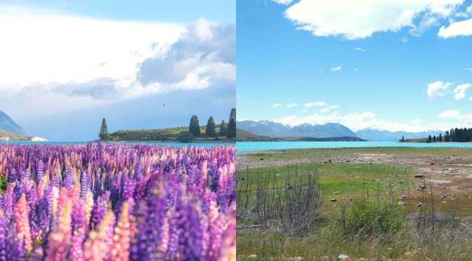 The mystery of Tekapo’s disappearing lupins: Who killed the social media star?