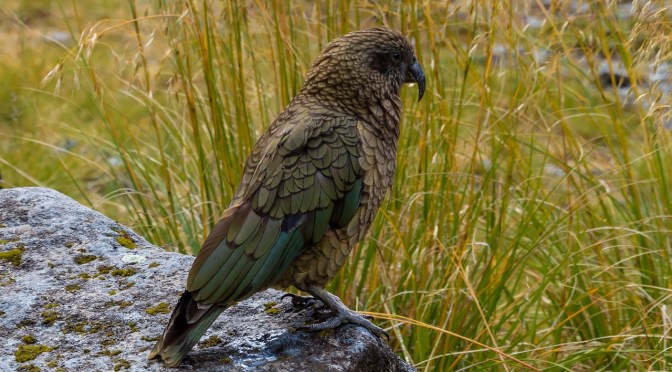 DoC’s own data reveals each poisoning operation kills on average 12% of NZ’s native kea – “a tragedy easily avoided” – Dr Jo Pollard