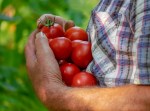 hands full of tomatoes