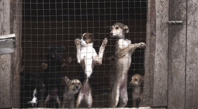 An experiment approved by the Lincoln University animal ethics committee saw 10 dogs from a pound fed poison then euthanized