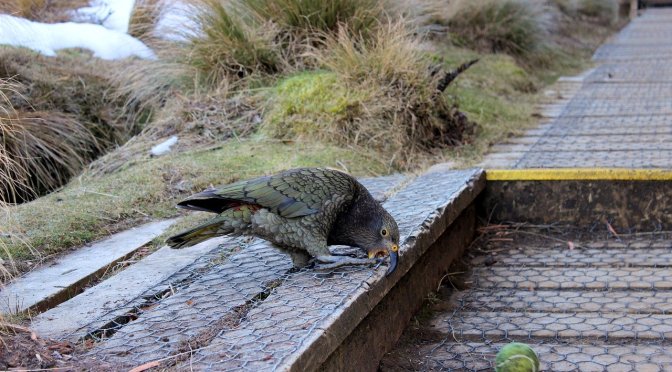DoC’s own census on Kea numbers reveals a decline from 60,000 in the 1970s, to an estimated 1 to 4,000 now … an open letter to Amanda Gillies