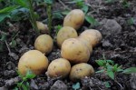 potatoes in soil