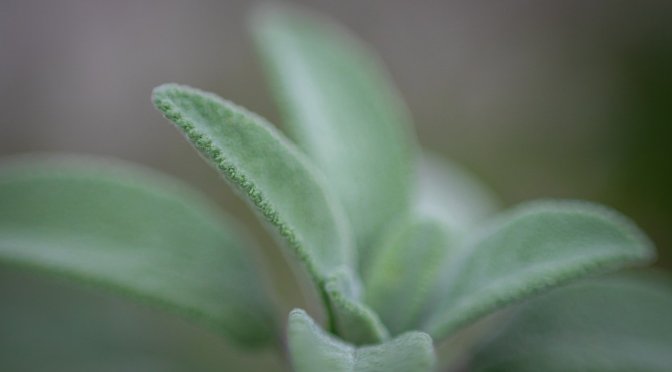 Research shows burning sage kills 94% of airborne bacteria