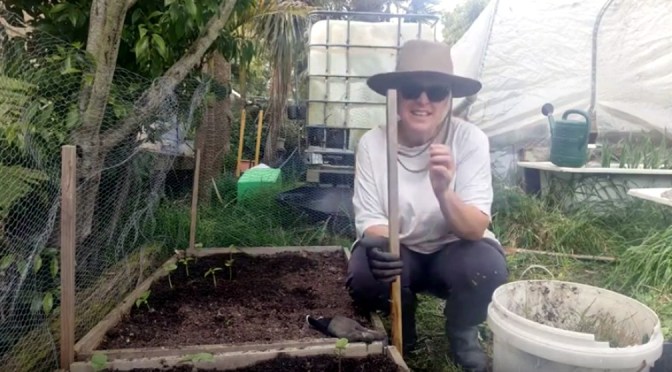 Keeping the Snails and Slugs Away Naturally (Aly’s Self Sufficient)