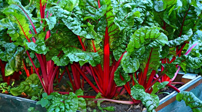 Back To Eden Gardening Documentary Film – How to Grow a Regenerative Organic Garden (MUST WATCH!)