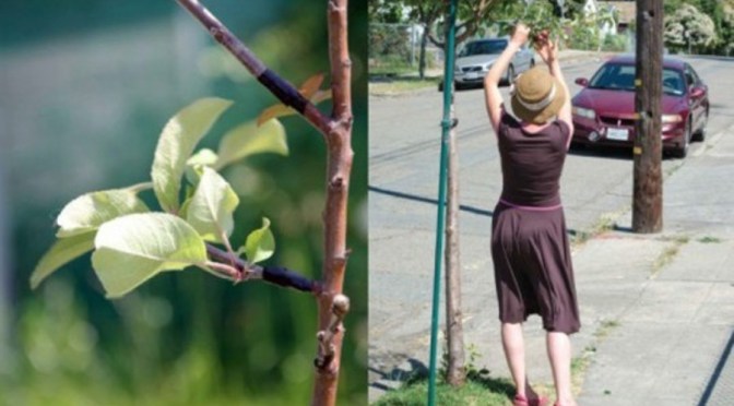 Heard about the “Guerilla Grafters”?