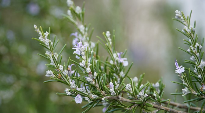 The Health Benefits of Rosemary