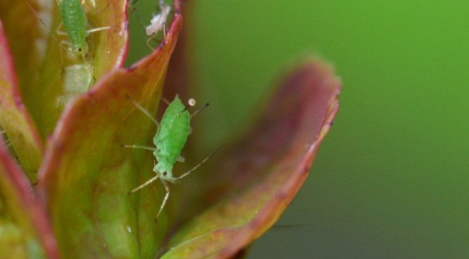 Dealing with bugs and pests in the garden