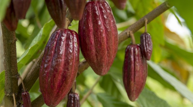 The health benefits of cacao
