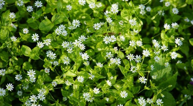 Chickweed Foraging: Identification, Look-alikes, and Uses