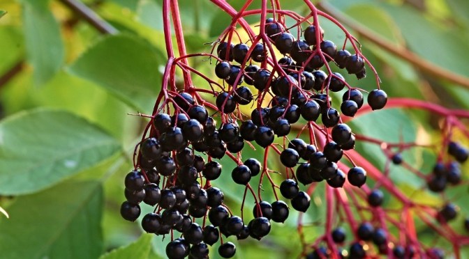 Learn how to grow elderberries for food and medicine