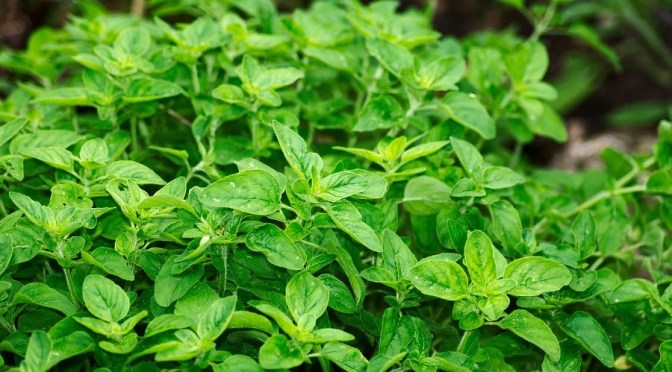 10 Reasons to Grow Oregano: a Highly Beneficial Herb
