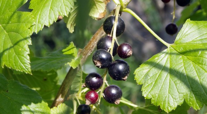 Black Currant Leaf Uses: What Are Black Currant Leaves For