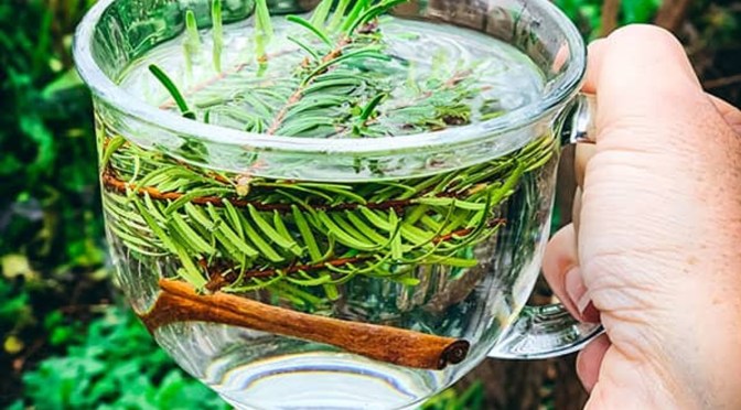 Conifer Needle Tea with Pine, Fir or Spruce