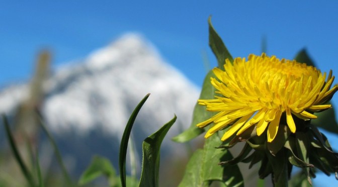 16 Reasons To Pick Dandelion Flowers ‘Til Your Fingers Turn Yellow