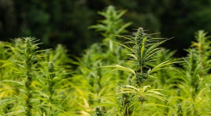 HEMP: A controversial crop that’s been demonized for at least 80  years