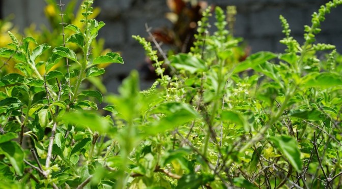 Top Three Reasons to Try Holy Basil