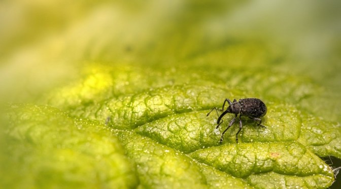 Beating those insect pests in your garden (Wally Richards)