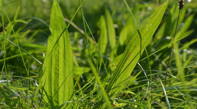 Everything about the plantain herb (7+ ways to use it)