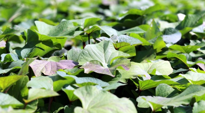 Benefits of Edible Kumara (Sweet Potato) Leaves