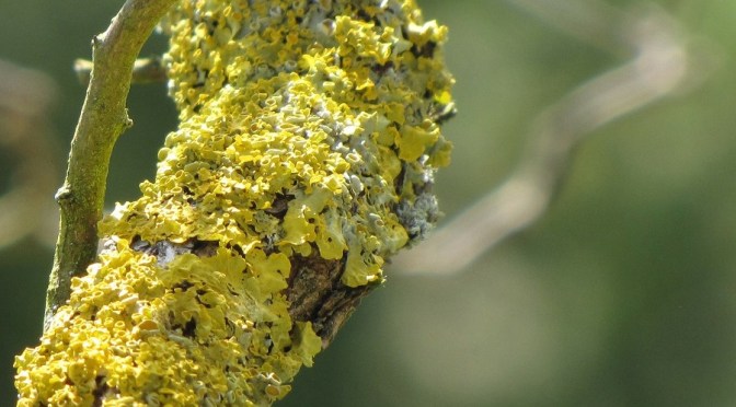 Dealing with BRYOPHYTES (MOSS AND LIVERWORTS) (Wally Richards