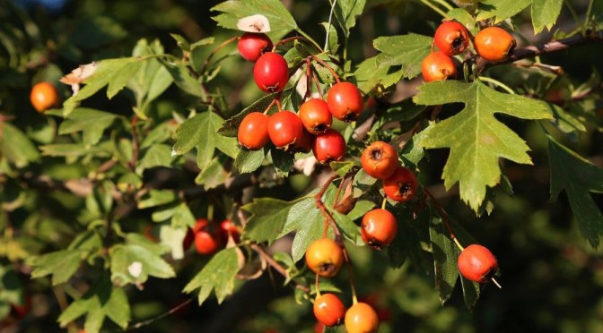 Cranberries offer STUNNING neuroprotective benefits, new study suggests