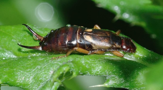 More info on controlling those garden pests (Wally Richards)