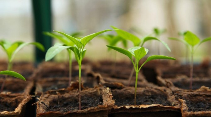 12 Perfect Vegetables To Grow in a Shady Garden Space