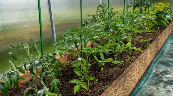 More tomato growing tips (Wally Richards)