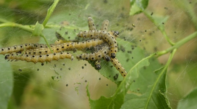 DEALING WITH SUMMER PESTS IN THE GARDEN (Wally Richards)