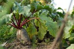 beetroot plants in the garden