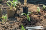 garden trowel and pots with seedlings