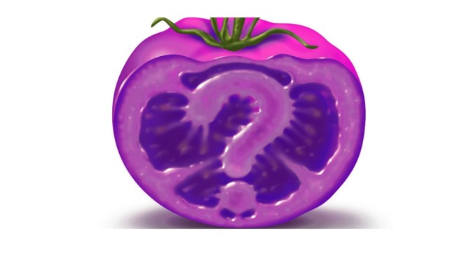 GM purple tomatoes may soon appear in your local grocery store (without human safety testing)