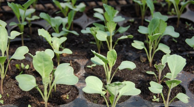 TIME TO PLANT FOR WINTER (Wally Richards)