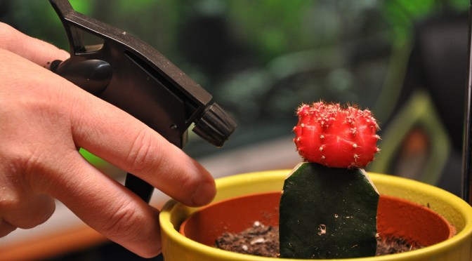 About sprayers and spraying in your garden (Wally Richards)