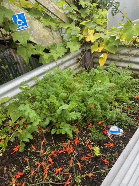 raised garden with vegetables
