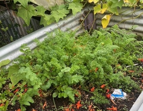 RAISED GARDENS for Vegetables or Flowers (Wally Richards)