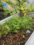 raised garden with vegetables